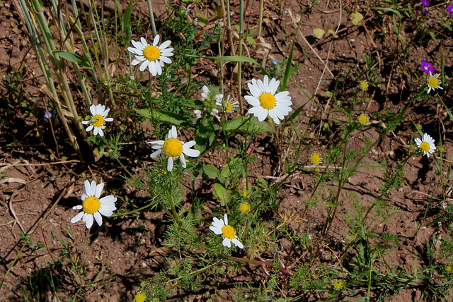 Matricaria perforata - Matricaire inodore