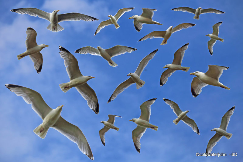 Seagulls wheeling above the pond