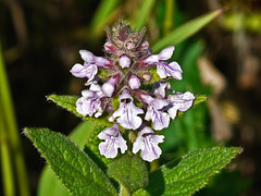 Marsh Hedgenettle