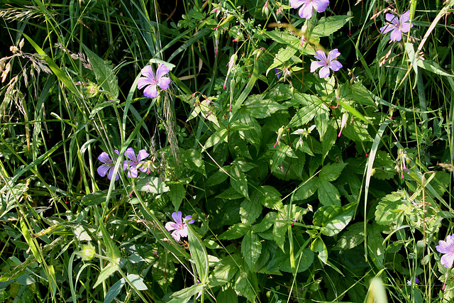 Geranium nodosum (4)