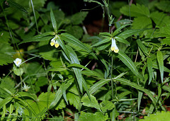 Melampyrum silvaticum- Mélampyre des bois (2)
