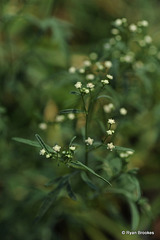 20110417-5829 Parthenium hysterophorus L.