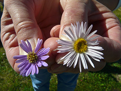 Aster versus Fleabane