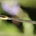 Coenagrion