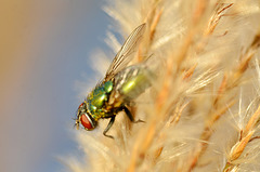 Autumn Fly