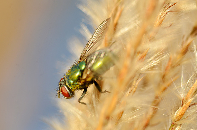 Autumn Fly