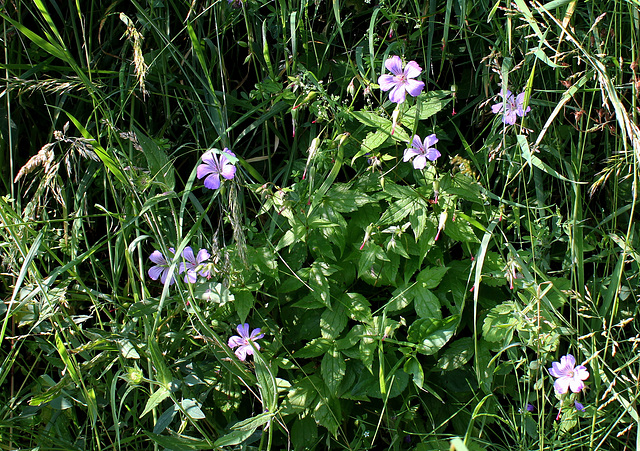 Geranium nodosum - Géranium noueux