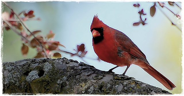 Cardinal