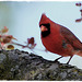 Cardinal