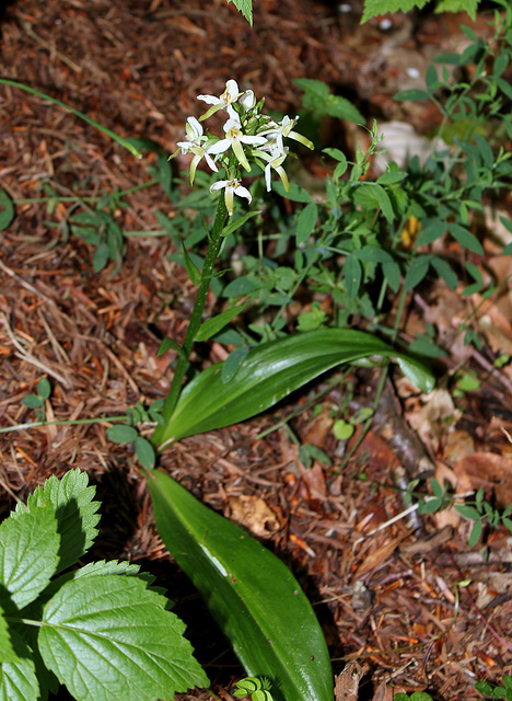 PLatanthera bifolia