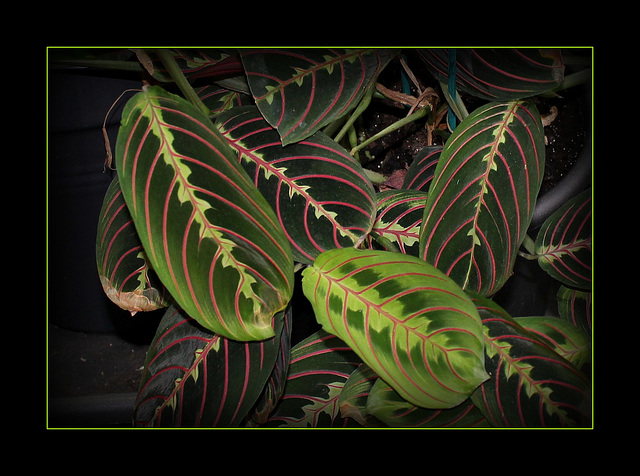 Maranta leuconeura erythroneura