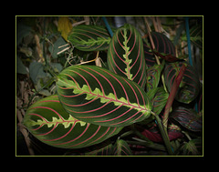 Maranta leuconeura erythroneura