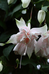 Fuchsie (Wilhelma)