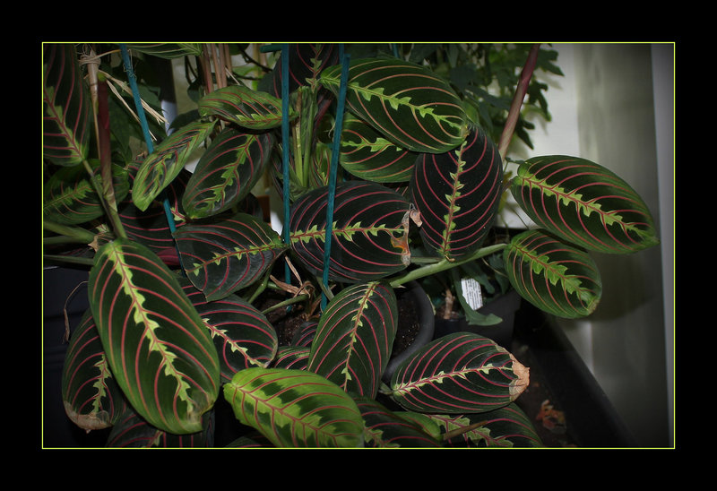 Maranta leuconeura erythroneura