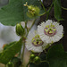 20110417-5919 Passiflora foetida L.