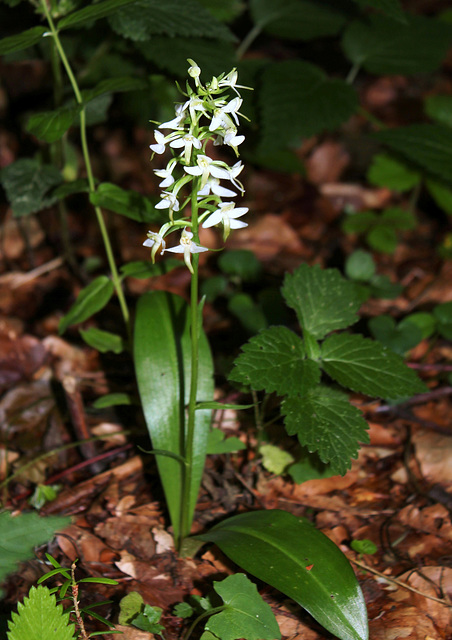 Platanthera bifolia (2)