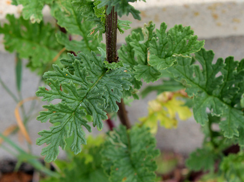 Senecio jacobea- Séneçon jacobée