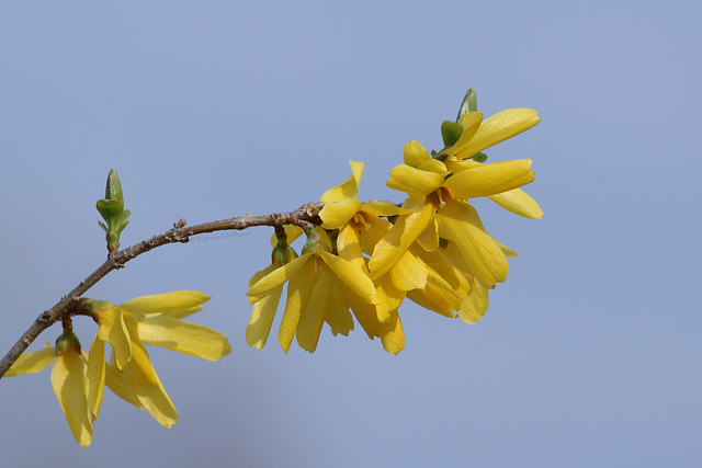 Forsythienzweig (Wilhelma)