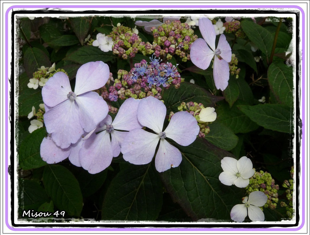 HYDRANGEA MACROPHYLLA