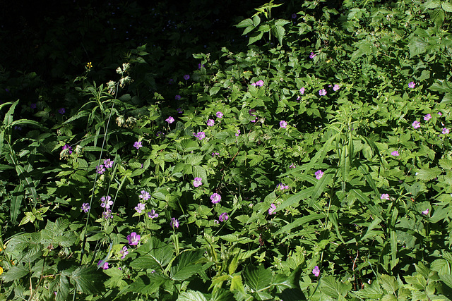 Geranium nodosum- Géranium noueux