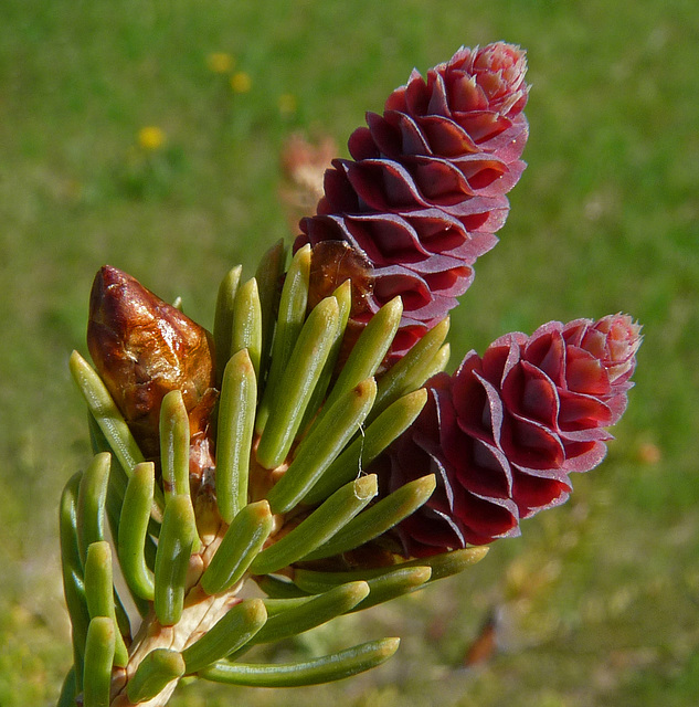 White Spruce