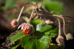 Tiny Dainty Strawberry