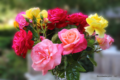 Courtyard Roses for this evening's table