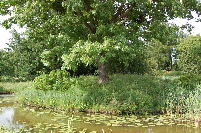 Insuleto kun kaŝtanarbo en la lago Granda Baraĵtruo (Inselchen mit Kastanie im See Großes Walloch)