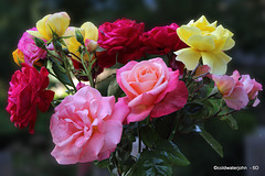 Courtyard Roses for this evening's table