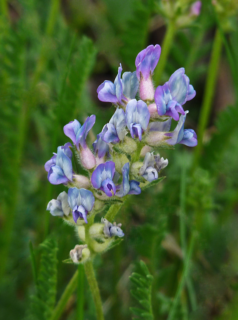 Sticky Locoweed