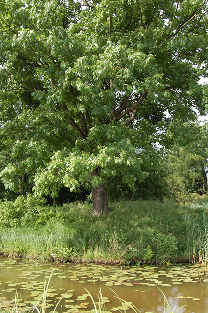 Insuleto por Huckleberry-Finn-knaboj (Insel für Huckleberry-Finn-Knaben)