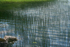 Ripples and reeds