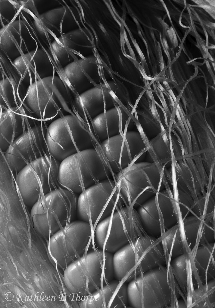 Ear of Corn b&w macro