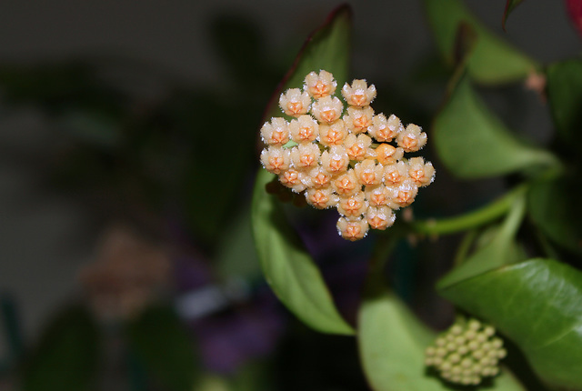 Hoya obscura (4)