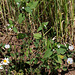 Galeopsis tetrahit blanc- Ortie royale