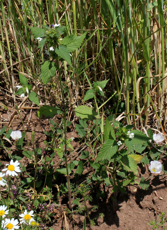 Galeopsis tetrahit blanc- Ortie royale