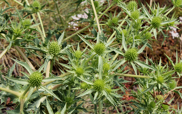 Eryngium campestre (3)