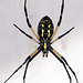 Black And Yellow Argiope Spider