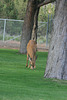 Mule deer doe