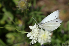 Kohlweißling auf einer Blüte