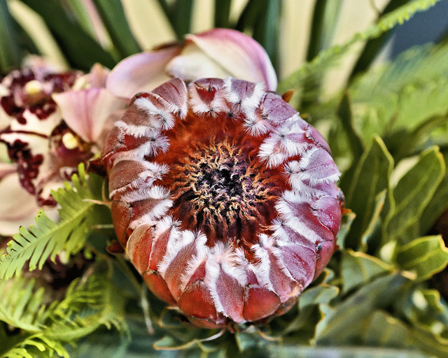 A Fine Feathered Flower – Nespresso Boutique, Grant Avenue, Financial District, San Francisco, California