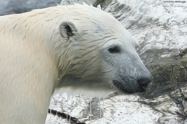 Wilbärs Winterspiele I (Wilhelma)