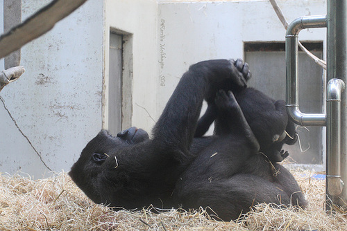 Alle Babys fliegen hoch! (Wilhelma)