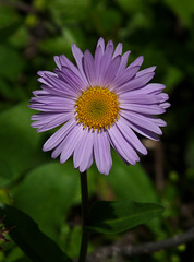 Wandering Daisy, Erigeron peregrinus