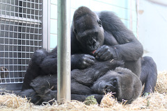 Mutasi pflegt ihre Mutter (Wilhelma)