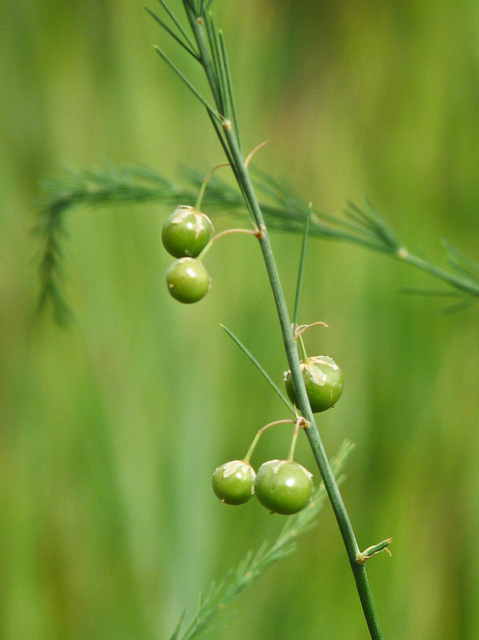 Asparagus