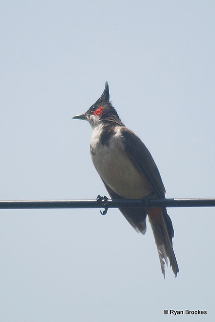 20081029-0070 Red-whiskered bulbul