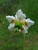 One-flowered Wintergreen