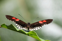 Passionsblumenfalter (Wilhelma)