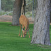 Mule deer doe